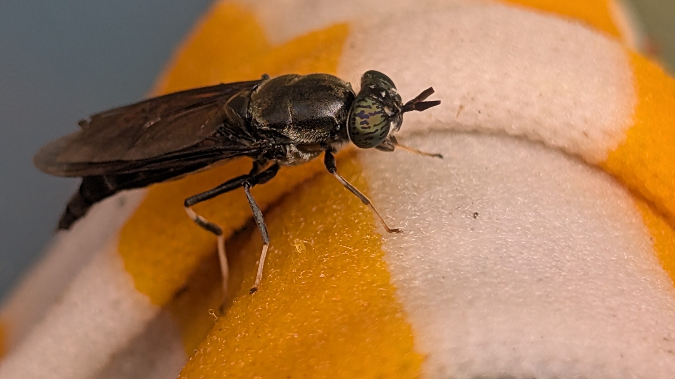 Schwarze Soldatenfliegen beißen nicht, stechen nicht und interessieren sich nicht für Menschen.